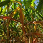 Corn with signs of nitrogen deficiency at the Dixon, IL, Grow More™ Experience Site