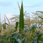 late season tasseling corn