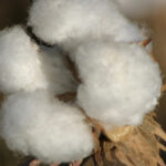 post-bloom cotton boll during harvest time