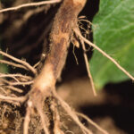 Rhizoctonia negative effects on soybean roots