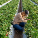 A woman kneeling between rows of strawberry crops with no signs of disease threats