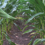 weed-free mid-season corn rows treated with timely pre- and post-emergence herbicide applications