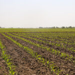 A weed-free corn field during early season
