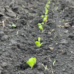 Healthy sprouting soybeans with no signs of early-season disease presence at the Dixon, IL, Grow More™ Experience site