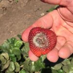 strawberry with visible signs of gray mold infection