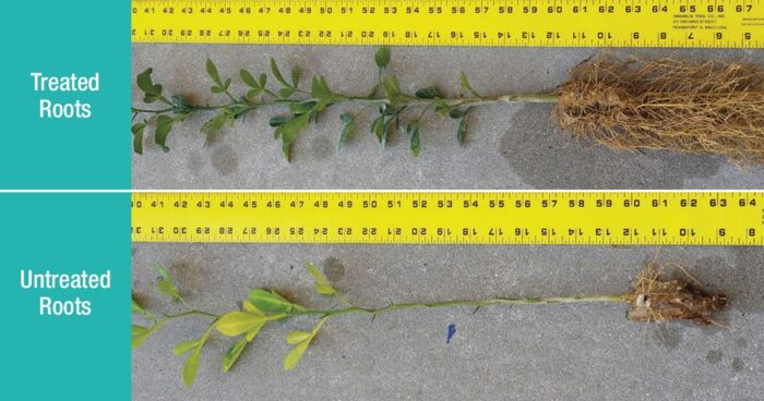 Two images showing that Orondis fungicide-treated plants have much fuller roots and leaf growth than the untreated