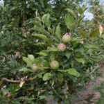 Apple trees growing on bare ground between grassy rows with no signs of apple replant disease