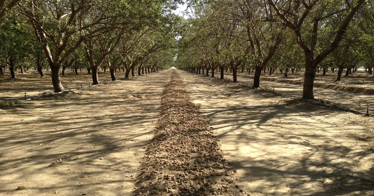 Almond hulls and mummy nuts swept to the center of rows in an orchard