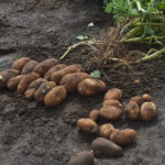 potatoes laying in dirt