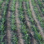 Rows of young wheat plants